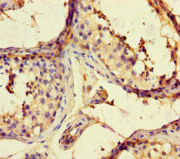 Immunohistochemistry of paraffin-embedded human testis tissue using the antibody at dilution of 1:100