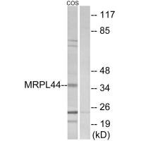 Western blot analysis of extracts from COS-7 cells, using MRPL44 antibody.Rabbit anti-Human MRPL44 Polyclonal Antibody