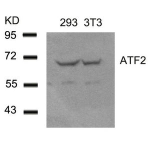 Western blot analysis of extracts from 293 and 3T3 cells using ATF2(Ab-62 or 44) Antibody.