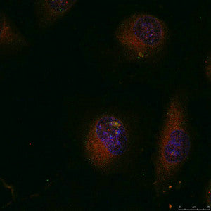 Immunofluorescence staining of methanol-fixed Hela cells using c-Jun(Ab-91) Antibody.