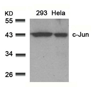 Western blot analysis of extracts from 293 and Hela cells using c-Jun(Ab-91) Antibody.