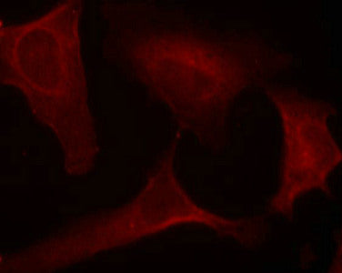 Immunofluorescence staining of methanol-fixed Hela cells using MEK1(Phospho-Ser221) Antibody.
