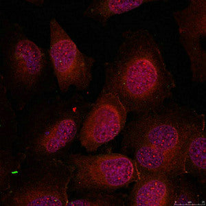 Immunofluorescence staining of methanol-fixed Hela cells using GATA1(Ab-142) Antibody.Rabbit anti-Human GATA1 Polyclonal Antibody