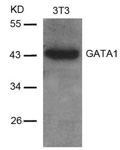 Western blot analysis of extracts from 3T3 cells using GATA1(Ab-142) Antibody.Rabbit anti-Human GATA1 Polyclonal Antibody