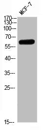 Western blot analysis of MCF7 Cell Lysate, antibody was diluted at 1:1000. Secondary antibody  was diluted at 1:20000Rabbit anti-Human PTH1R Polyclonal Antibody