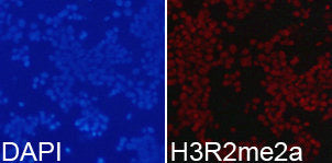 Immunofluorescence analysis of 293T cell using  H3R2me2a antibody. Blue: DAPI for nuclear staining.Rabbit anti-Human HIST3H3 Polyclonal Antibody