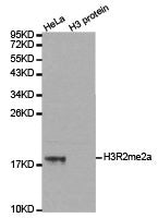 Western blot analysis of extracts of HeLa cell line and H3 protein expressed in E.coli., using H3R2me2a antibody.Rabbit anti-Human HIST3H3 Polyclonal Antibody