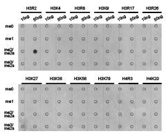 Dot-blot analysis of all sorts of methylation peptides  using H3R2me2a antibody.Rabbit anti-Human HIST3H3 Polyclonal Antibody