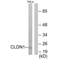 Western blot analysis of extracts from HeLa cells, using Claudin 1 antibody.Rabbit anti-Human CLDN1 Polyclonal Antibody