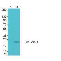 Western blot analysis of extracts from 293 cells (Lane 2), using Claudin 1 antiobdy. The lane on the left is treated with synthesized peptide.Rabbit anti-Human CLDN1 Polyclonal Antibody
