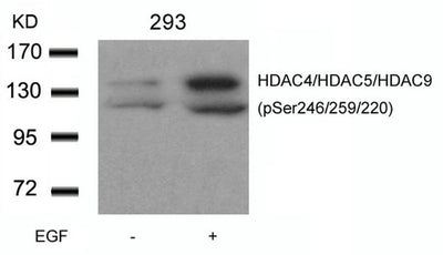 Western blot analysis of extracts from 293 cells untreated or treated with EGF using HDAC4/HDAC5/HDAC9(phospho-Ser246/259/220) Antibody.Rabbit anti-Human HDAC4/HDAC5/HDAC9 Polyclonal Antibody