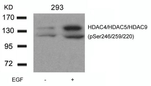 Western blot analysis of extracts from 293 cells untreated or treated with EGF using HDAC4/HDAC5/HDAC9(phospho-Ser246/259/220) Antibody.Rabbit anti-Human HDAC4/HDAC5/HDAC9 Polyclonal Antibody
