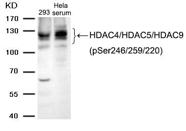 Western blot analysis of extracts from 293 cells and Hela cells treated with serum using HDAC4/HDAC5/HDAC9 (phospho-Ser246/259/220) Antibody.Rabbit anti-Human HDAC4/HDAC5/HDAC9 Polyclonal Antibody