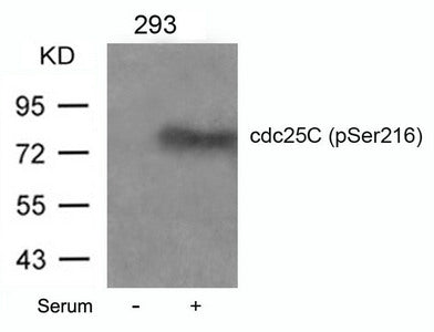 Western blot analysis of extracts from 293 cells untreated or treated with serum using cdc25C(Phospho-Ser216) Antibody.Rabbit anti-Human CDC25C Polyclonal Antibody