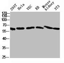Western blot analysis of 293T Hela VEC KB mouse-kidney 3T3 lysate, antibody was diluted at 2000. Secondary antibody  was diluted at 1:20000Rabbit anti-Human NOX1 Polyclonal Antibody