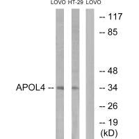 Western blot analysis of extracts from LOVO cells and HT-29cells, using APOL4 antibody.Rabbit anti-Human APOL4 Polyclonal Antibody
