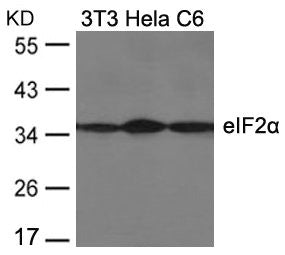 Western blot analysis of extracts from 3T3, Hela and C6 cells using eIF2a(Ab-51) Antibody.Rabbit anti-Human EIF2S1 Polyclonal Antibody
