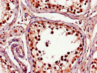 Immunohistochemistry of paraffin-embedded human testis tissue using C1QTNF9B Antibody at dilution of 1:100