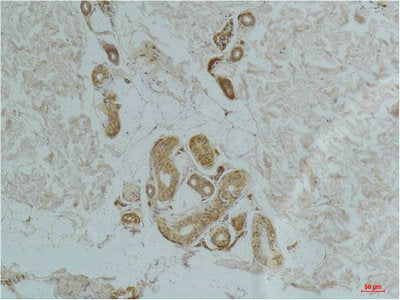 Immunohistochemical analysis of paraffin-embedded Human Skin Tissue using Ghrelin Receptor Rabbit pAb diluted at 1:200.Rabbit anti-Human GHSR Polyclonal Antibody