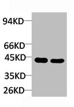 Western blot analysis of 1) Rat LiverTissue, 2)Jurkat with Ghrelin Receptor Rabbit pAb diluted at 1:2,000.Rabbit anti-Human GHSR Polyclonal Antibody