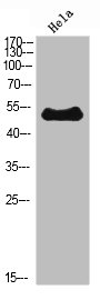 Western Blot analysis of Hela cells using ETBR Polyclonal Antibody diluted at 1:500. Secondary antibody  was diluted at 1:20000Rabbit anti-Human EDNRB Polyclonal Antibody