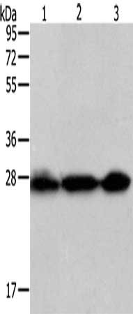 Gel: 12%SDS-PAGE, Lysate: 50 μg, Lane 1-3: Hela cells, Jurkat cells, 231 cells, Primary antibody: PDCD10 Antibody(PDCD10 Antibody) at dilution 1/200, Secondary antibody: Goat anti rabbit IgG at 1/8000 dilution, Exposure time: 10 seconds