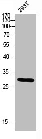 Western blot analysis of 293T lysis using CALB2 antibody. Antibody was diluted at 1:500. Secondary antibody  was diluted at 1:20000