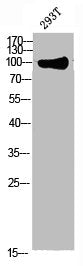 Western blot analysis of 293T lysate, antibody was diluted at 1000. Secondary antibody  was diluted at 1:20000Rabbit anti-Human HMMR Polyclonal Antibody