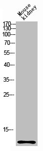 Western blot analysis of mouse-kidney lysis using CCL27 antibody. Antibody was diluted at 1:1000. Secondary antibody  was diluted at 1:20000Rabbit anti-Human CCL27 Polyclonal Antibody