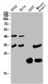 Western Blot analysis of various cells using Antibody diluted at 1:1000. Secondary antibody  was diluted at 1:20000Rabbit anti-Human CCL27 Polyclonal Antibody