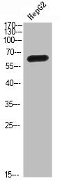 Western Blot analysis of HEPG2 cells using MIA2 Polyclonal Antibody diluted at 1:500. Secondary antibody  was diluted at 1:20000