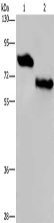 Gel: 8%SDS-PAGE, Lysate: 40 μg, Lane 1-2: Human placenta tissue, NIH/3T3 cells, Primary antibody: PVRL3 Antibody(PVRL3 Antibody) at dilution 1/300, Secondary antibody: Goat anti rabbit IgG at 1/8000 dilution, Exposure time: 5 minutesRabbit anti-Human PVRL3 Polyclonal Antibody