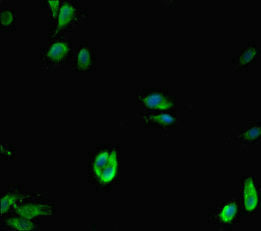Immunofluorescent analysis of Hela cells using KDM1A Antibody at dilution of 1:100 and Alexa Fluor 488-congugated AffiniPure Goat Anti-Rabbit IgG(H+L)