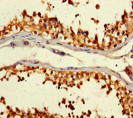 Immunohistochemistry of paraffin-embedded human testis tissue using the antibody at dilution of 1:100