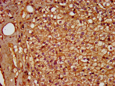 IHC image of PDE9A Antibody diluted at 1:600 and staining in paraffin-embedded human adrenal gland tissue performed on a Leica BondTM system. After dewaxing and hydration, antigen retrieval was mediated by high pressure in a citrate buffer (pH 6.0). Section was blocked with 10% normal goat serum 30min at RT. Then primary antibody (1% BSA) was incubated at 4°C overnight. The primary is detected by a biotinylated secondary antibody and visualized using an HRP conjugated SP system.Rabbit anti-Human PDE9A Polyclonal Antibody