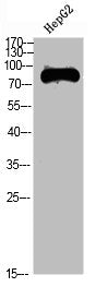 Western Blot analysis of HEPG2 cells using TRIF Polyclonal Antibody diluted at 1:1000. Secondary antibody  was diluted at 1:20000Rabbit anti-Human TICAM1 Polyclonal Antibody