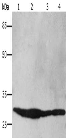Gel: 10%SDS-PAGE, Lysate: 40 μg, Lane 1-4: HT29 cells, 293T cells, Hela cells, Mouse brain tissue, Primary antibody: YWHAB Antibody(YWHAB Antibody) at dilution 1/250, Secondary antibody: Goat anti rabbit IgG at 1/8000 dilution, Exposure time: 1 secondRabbit anti-Human YWHAB Polyclonal Antibody
