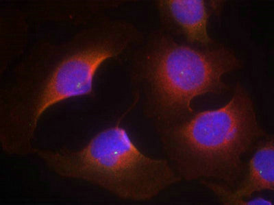 Immunofluorescence staining of methanol-fixed Hela cells using CDK6(phospho-Tyr13) Antibody.Rabbit anti-Human CDK6 Polyclonal Antibody