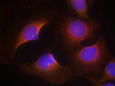 Immunofluorescence staining of methanol-fixed Hela cells using CDK6(phospho-Tyr13) Antibody.Rabbit anti-Human CDK6 Polyclonal Antibody
