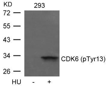 Western blot analysis of extracts from 293 cells untreated or treated with HU using CDK6(phospho-Tyr13) Antibody.Rabbit anti-Human CDK6 Polyclonal Antibody