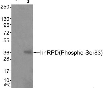 Western blot analysis of extracts from JK cells (Lane 2), using hnRPD (Phospho-Ser83) Antibody. The lane on the left is treated with antigen-specific peptide.Rabbit anti-Human HNRNPD Polyclonal Antibody