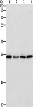 Gel: 10%SDS-PAGE, Lysate: 40 μg, Lane 1-4: 293T cells, hepG2 cells, human testis tissue, Human lung cancer tissue, Primary antibody: PSMB7 Antibody(PSMB7 Antibody) at dilution 1/310, Secondary antibody: Goat anti rabbit IgG at 1/8000 dilution, Exposure time: 5 secondsRabbit anti-Human PSMB7 Polyclonal Antibody