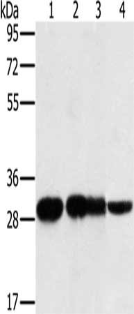 Gel: 8%SDS-PAGE, Lysate: 40 μg, Lane 1-4: 293T cells, A549 cells, human testis tissue, mouse thymus tissue, Primary antibody: MRPL28 Antibody(MRPL28 Antibody) at dilution 1/300, Secondary antibody: Goat anti rabbit IgG at 1/8000 dilution, Exposure time: 5 seconds