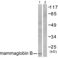 Western blot analysis of extracts from HepG2 cells, using Mammaglobin B antibody.Rabbit anti-Human SCGB2A1 Polyclonal Antibody