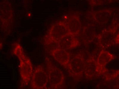 Immunofluorescence staining of methanol-fixed MCF cells using SHP-1(Ab-536) Antibody.Rabbit anti-Human PTPN6 Polyclonal Antibody