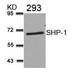 Western blot analysis of extracts from 293 cells using SHP-1(Ab-536) Antibody.Rabbit anti-Human PTPN6 Polyclonal Antibody
