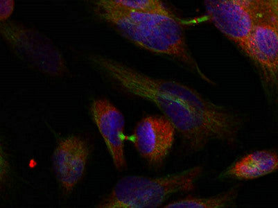 Immunofluorescence staining of methanol-fixed Hela cells using MKK3(Ab-189) Antibody.