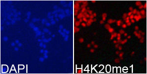 Immunofluorescence analysis of 293T cell usingH4K20me1 antibody. Blue: DAPI for nuclear staining.Rabbit anti-Human HIST3H3 Polyclonal Antibody