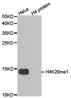 Western blot analysis of extracts of HeLa cell line and H4 protein expressed in E.coli., using H4K20me1 antibody.Rabbit anti-Human HIST3H3 Polyclonal Antibody