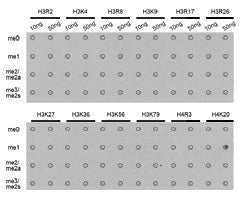 Dot-blot analysis of all sorts of methylation peptidesusing H4K20me1 antibody.Rabbit anti-Human HIST3H3 Polyclonal Antibody